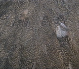 CDL  hen saddle brown speckled  Whiting